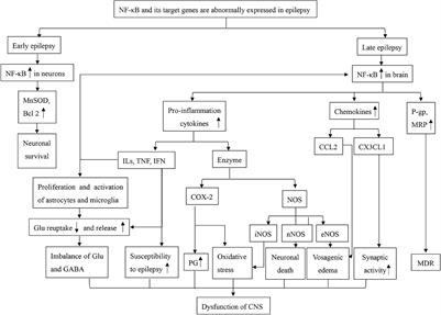 The Function of NF-Kappa B During Epilepsy, a Potential Therapeutic Target